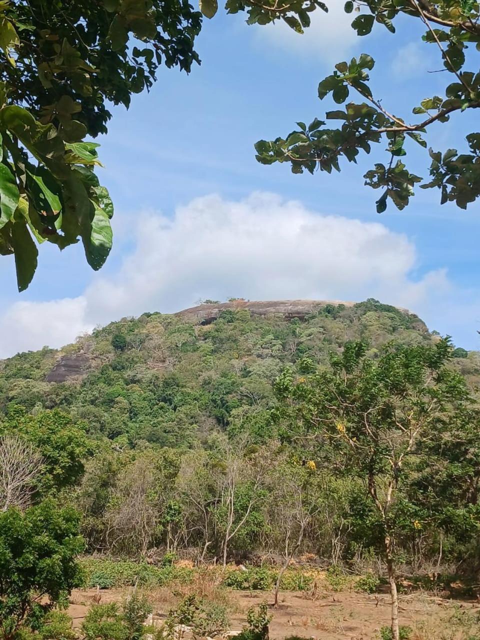 Pidurangala View Treehouse Daire Sigiriya Dış mekan fotoğraf